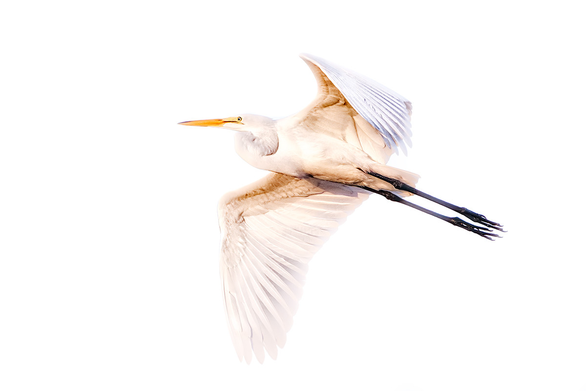 Soar