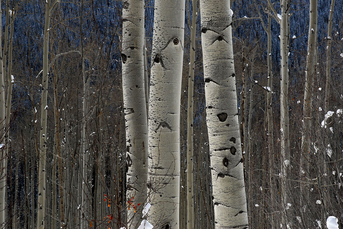 Aspens at Aspen Colorado