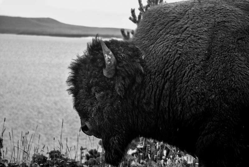 Yellowstone Bison