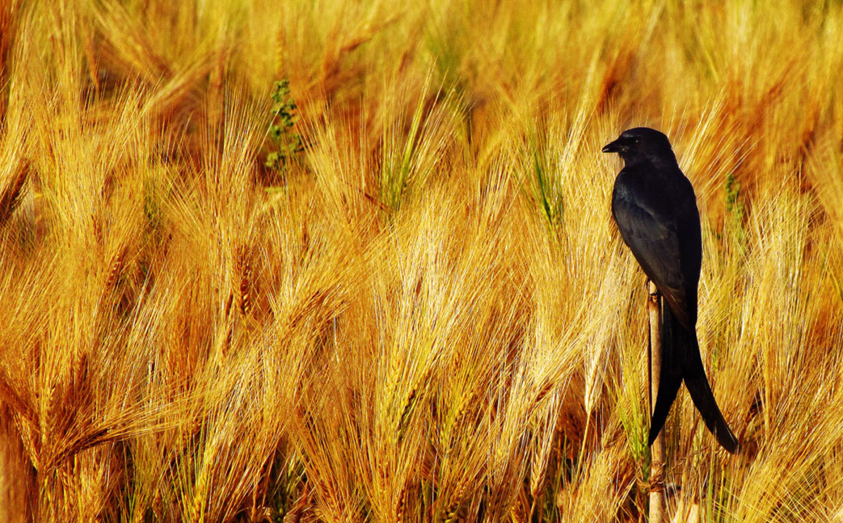 Black Drongo