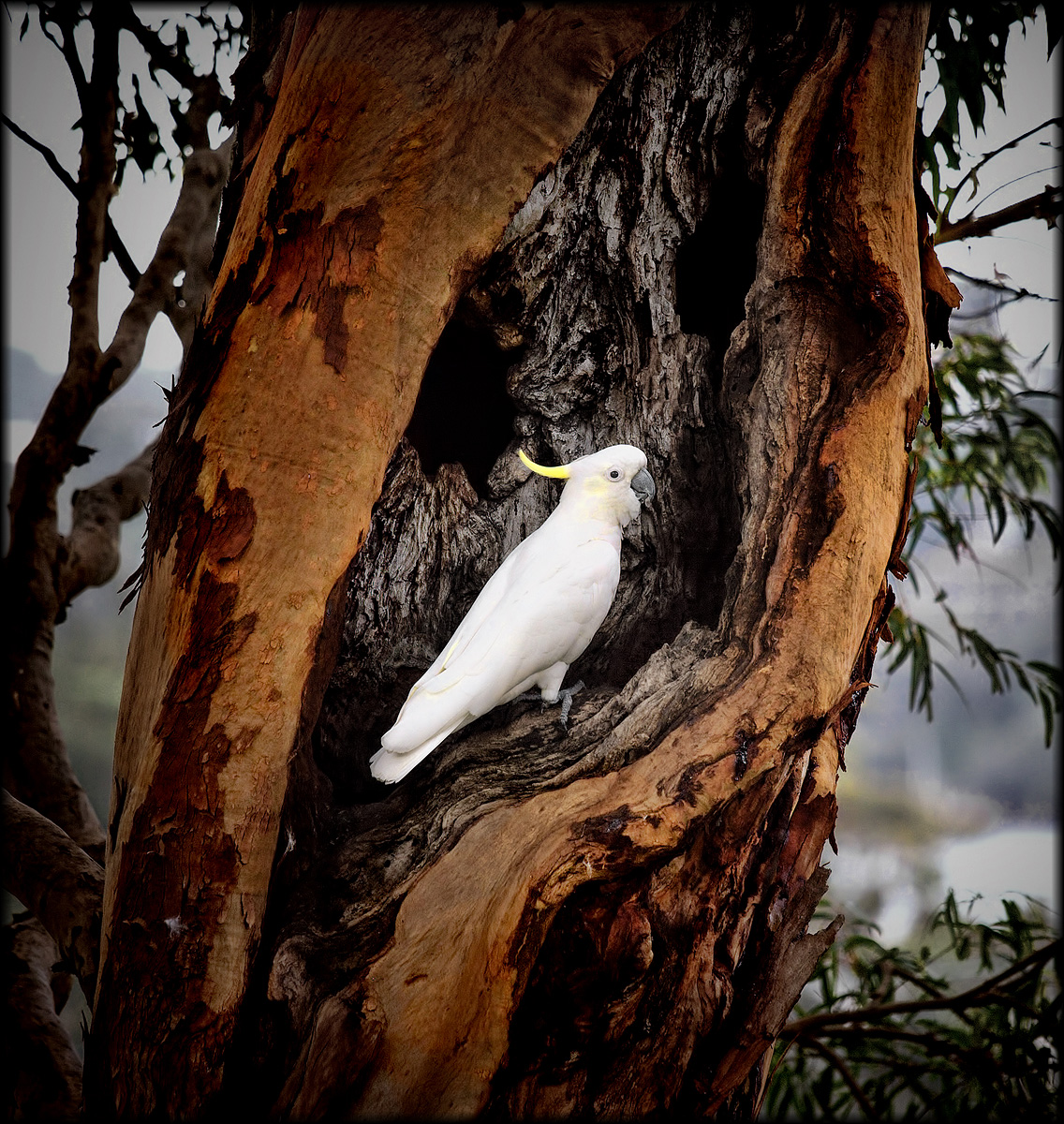 home amongst the gum trees