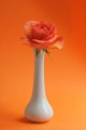 Vase and Rose