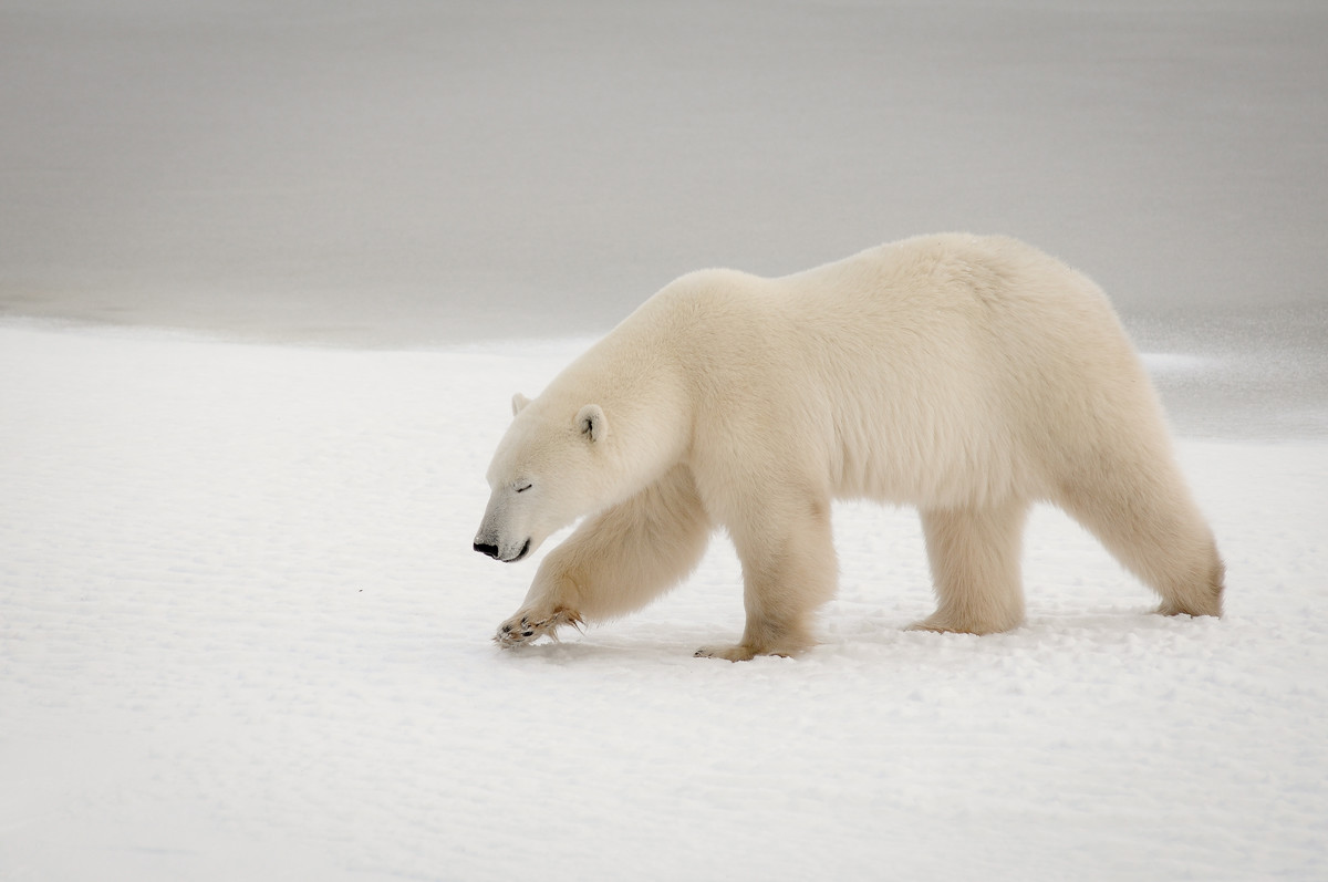 Dreaming of ice on the Bay.