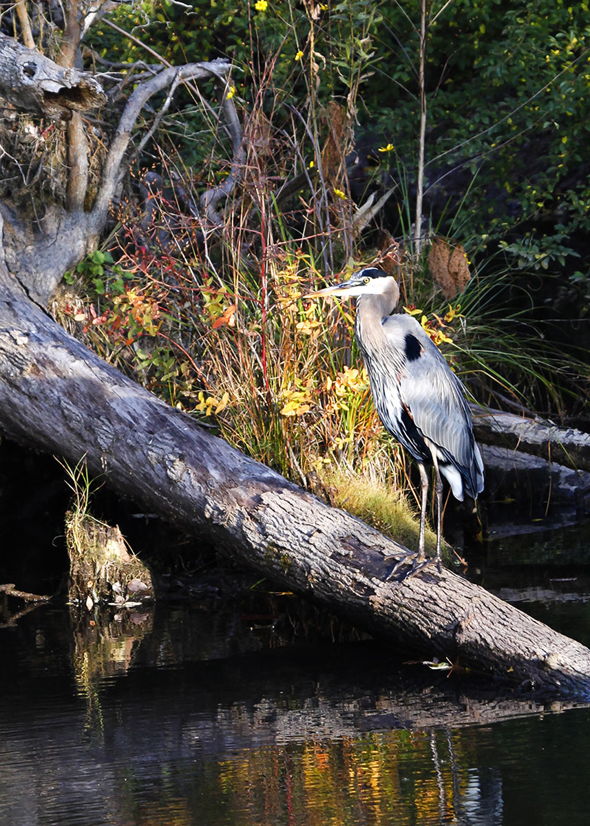 The Great blue Heron