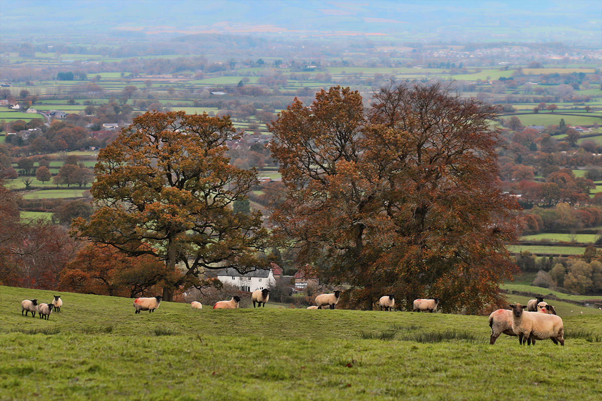 Blackdown Hills