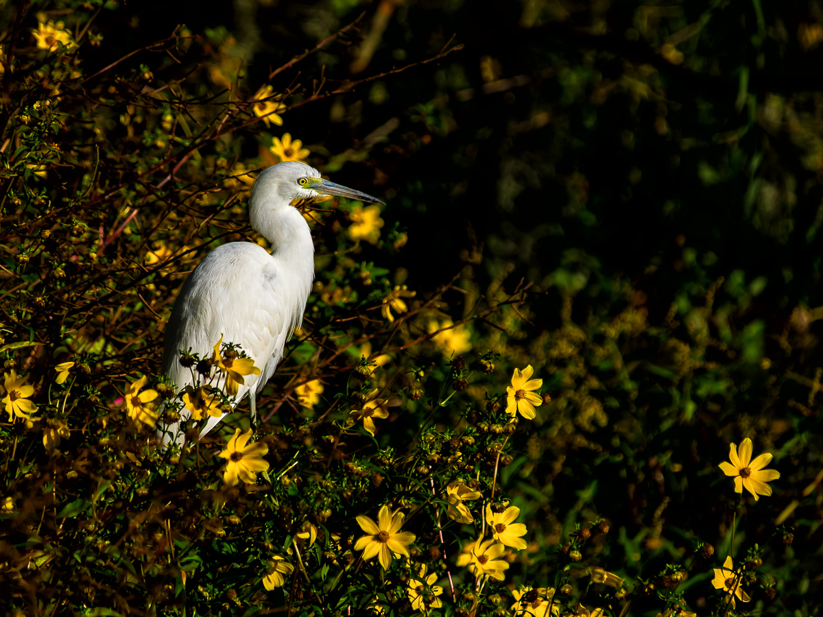 Golden Light