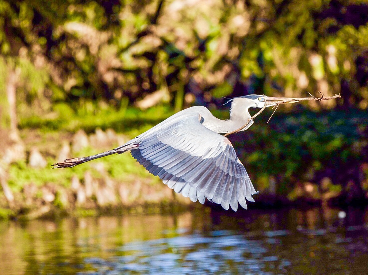 Branch for a Nest
