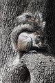 Tree safety
