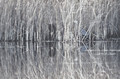 stalks