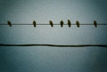 Birds on a Wire