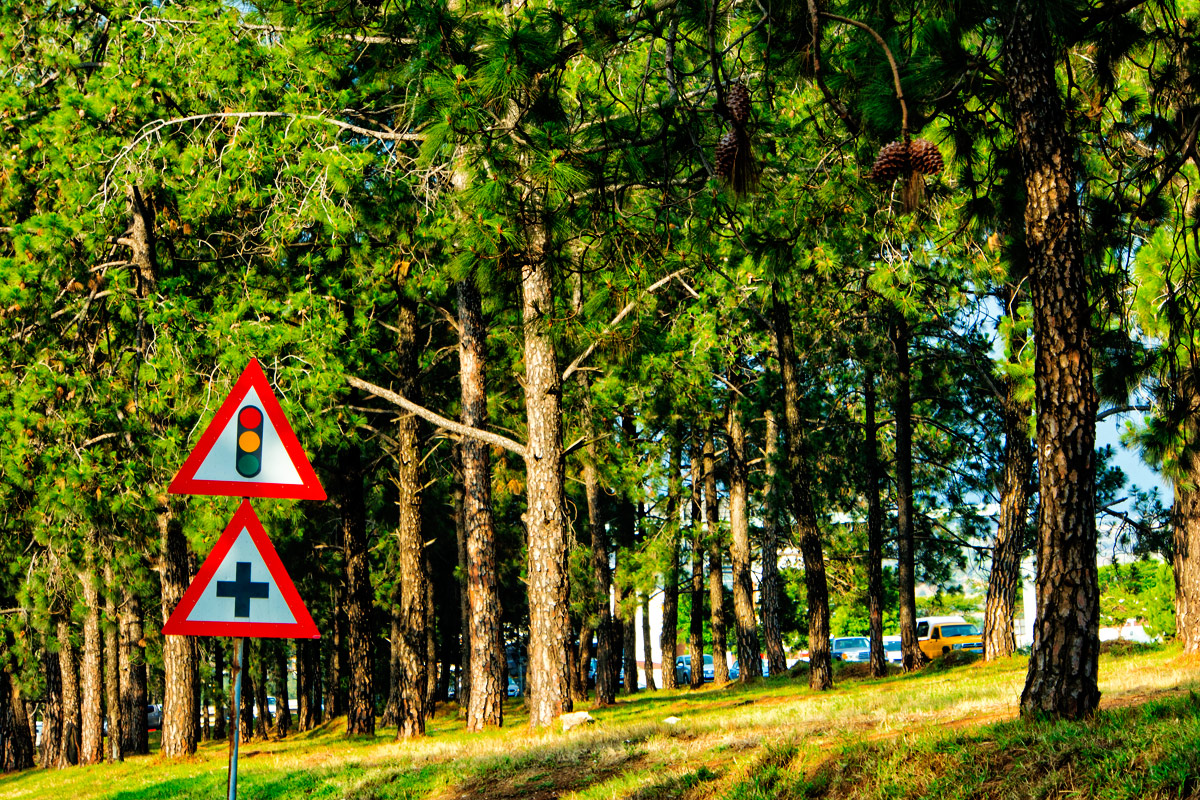 Urban Forest