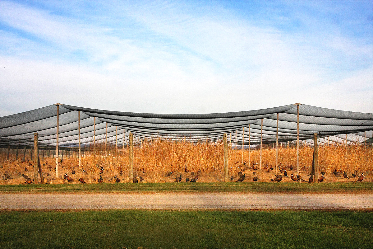 Rockport Pheasant Farm