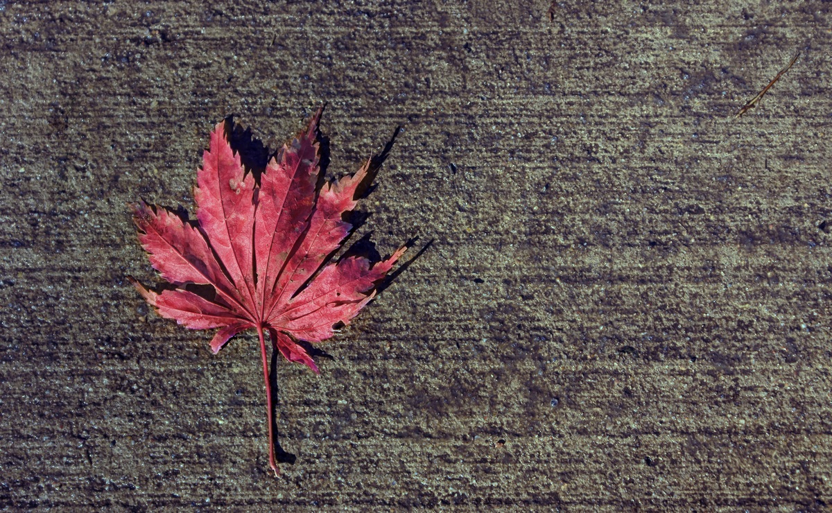 Leaf on Sidewalk