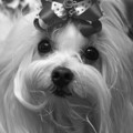 Bella