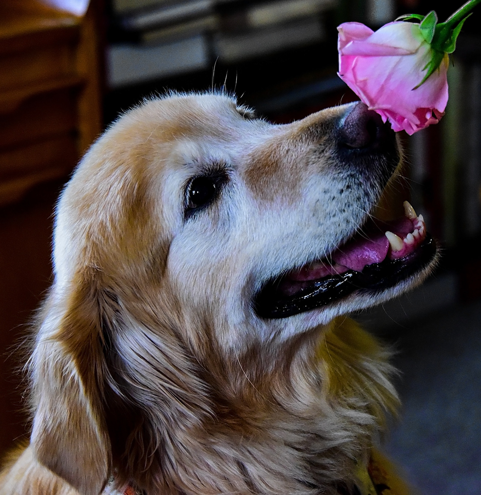A rose for you, Juliet, Love, Buddy.