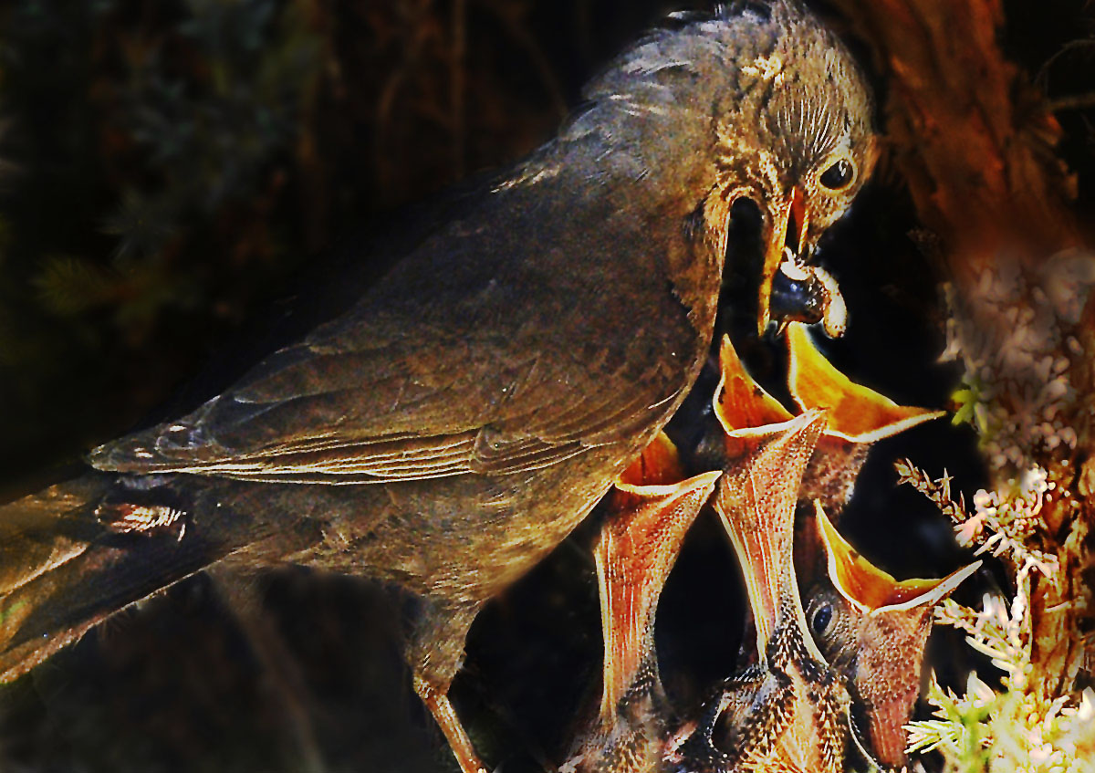 It is meal time