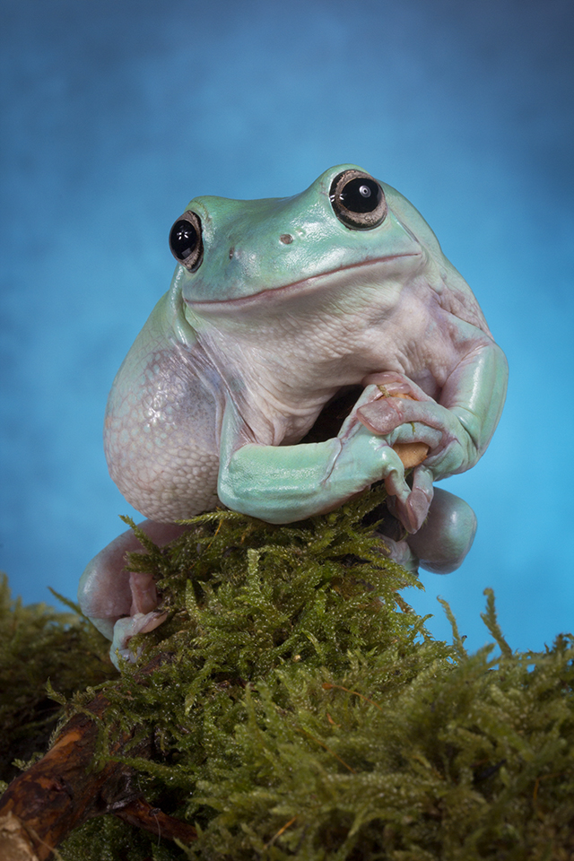 Whites tree frog