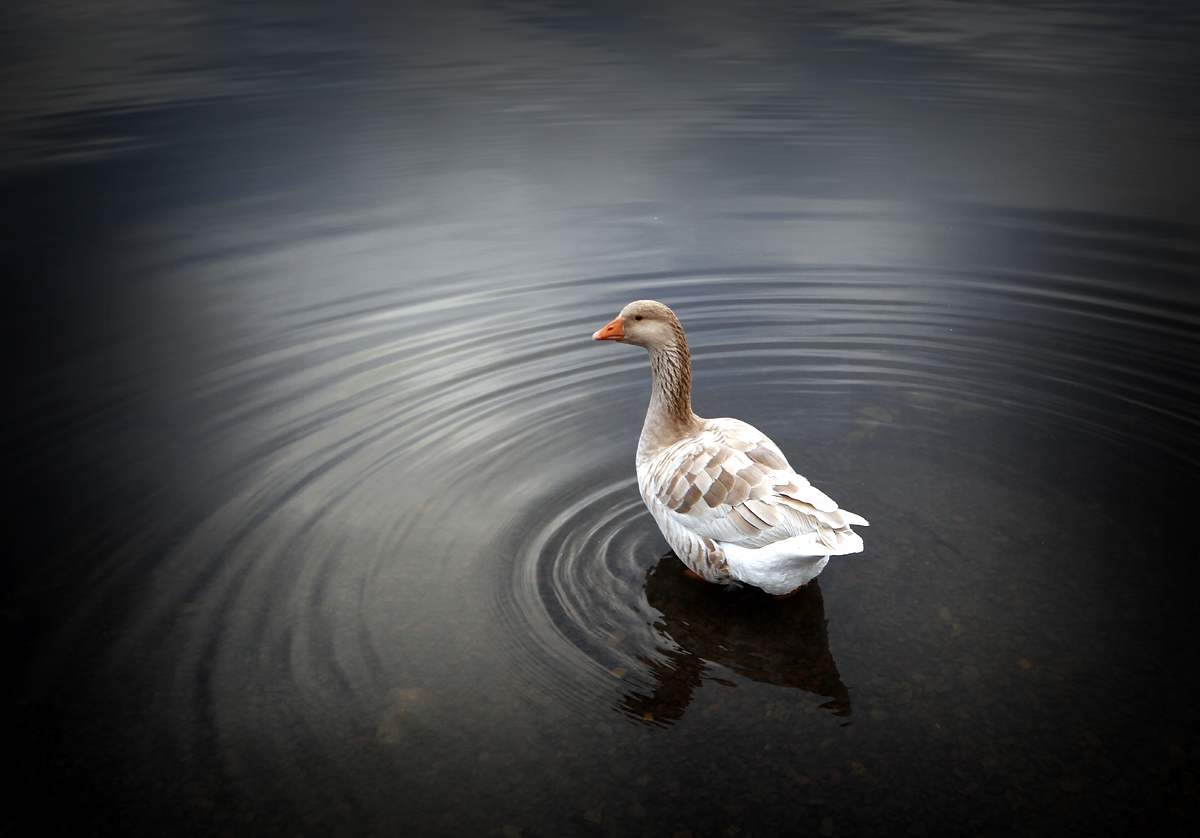 Eurasian Greylag