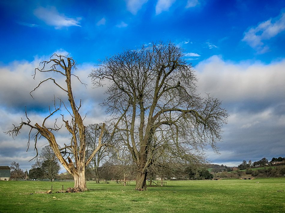 The Lightening Tree