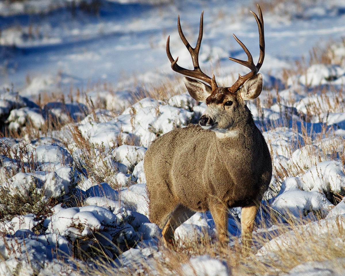 December Buck