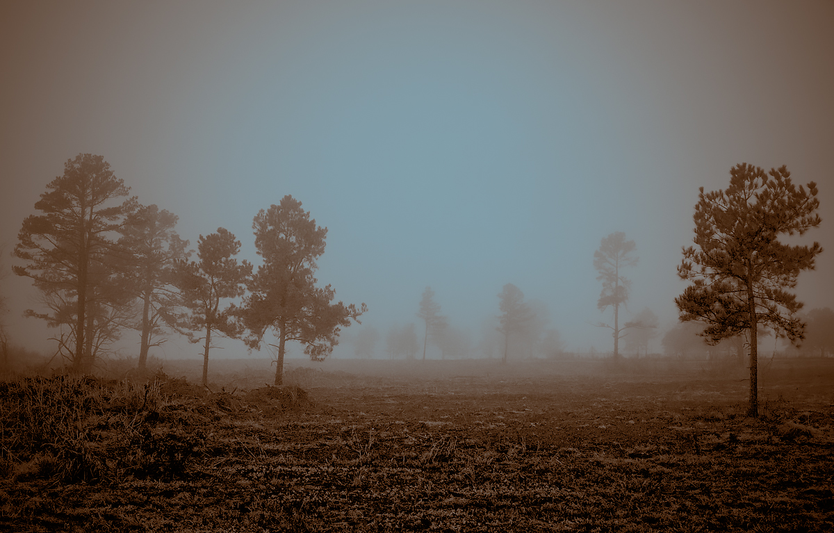 Trees in the Fog