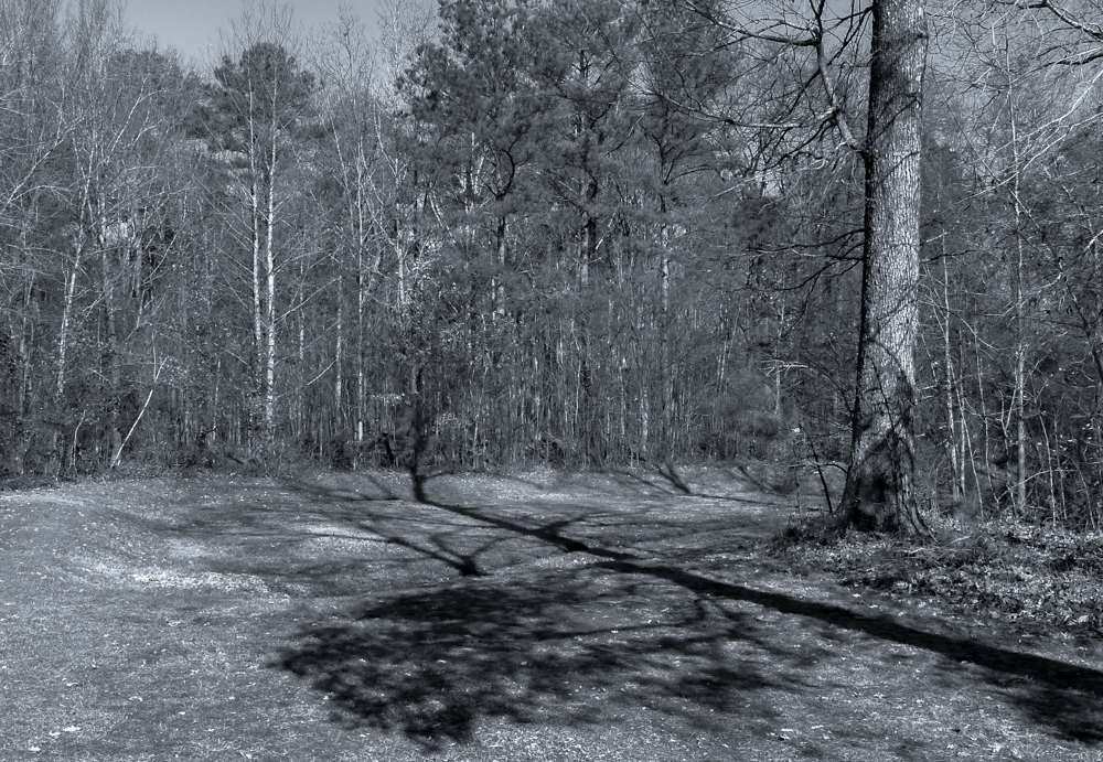 The Woods are Calling