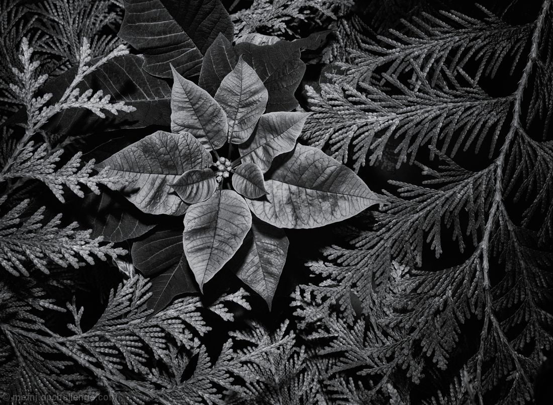 Poinsettia and Conifers, Princeton, New Jersey