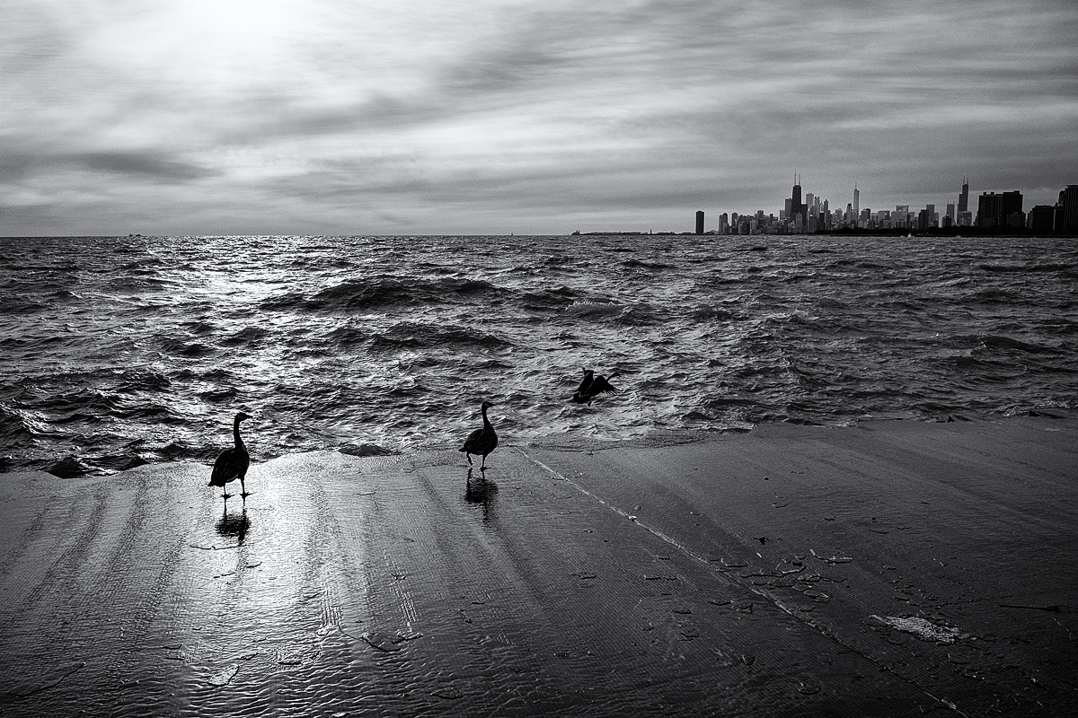 Geese on the Waterfront