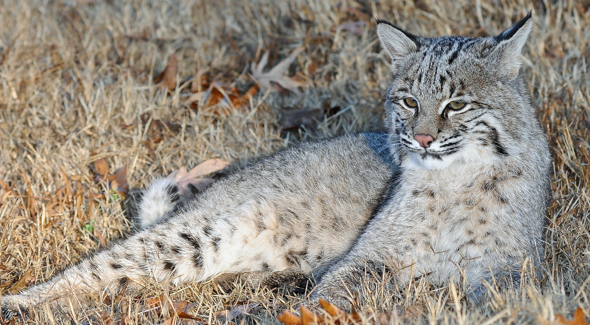 More of these beauties in my back yard please Santa!