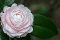 Nuccios Cameo - Camellia japonica