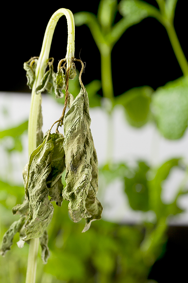 Brown thumb
