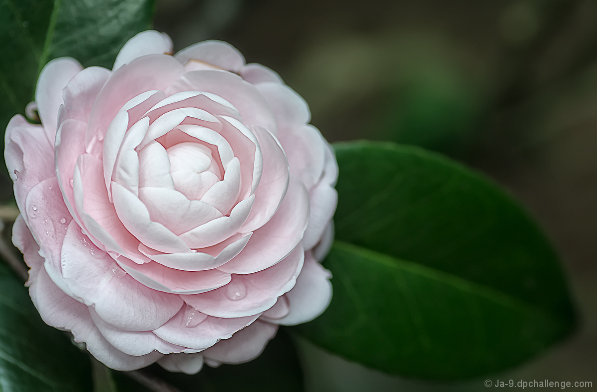 Nuccio’s Cameo - Camellia japonica