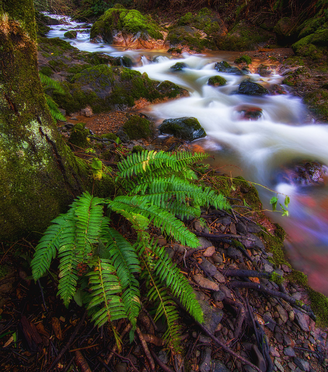 Riparian Environment