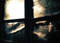 Light! more light! the shadows deepen