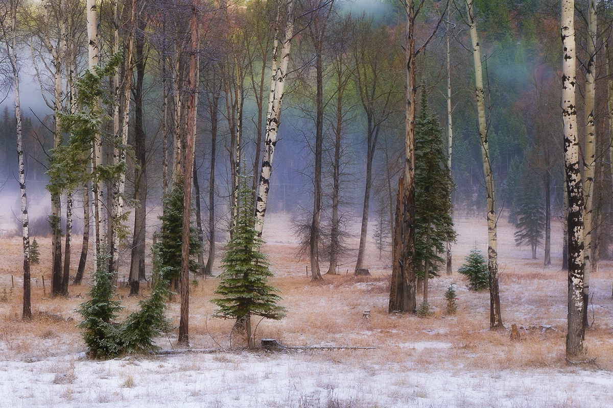 winter woodland