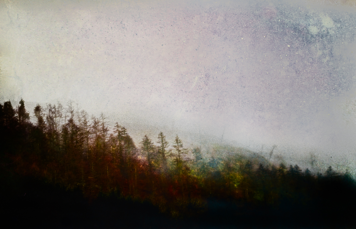 Forest's Edge