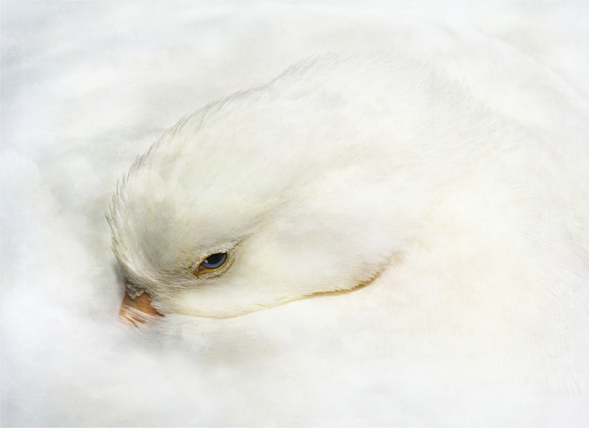 Preening Duck