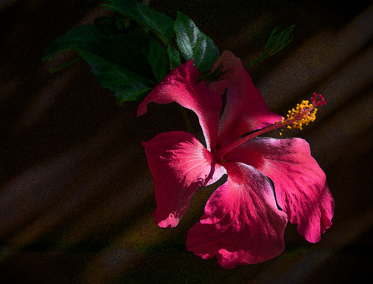 Painted Hibiscus