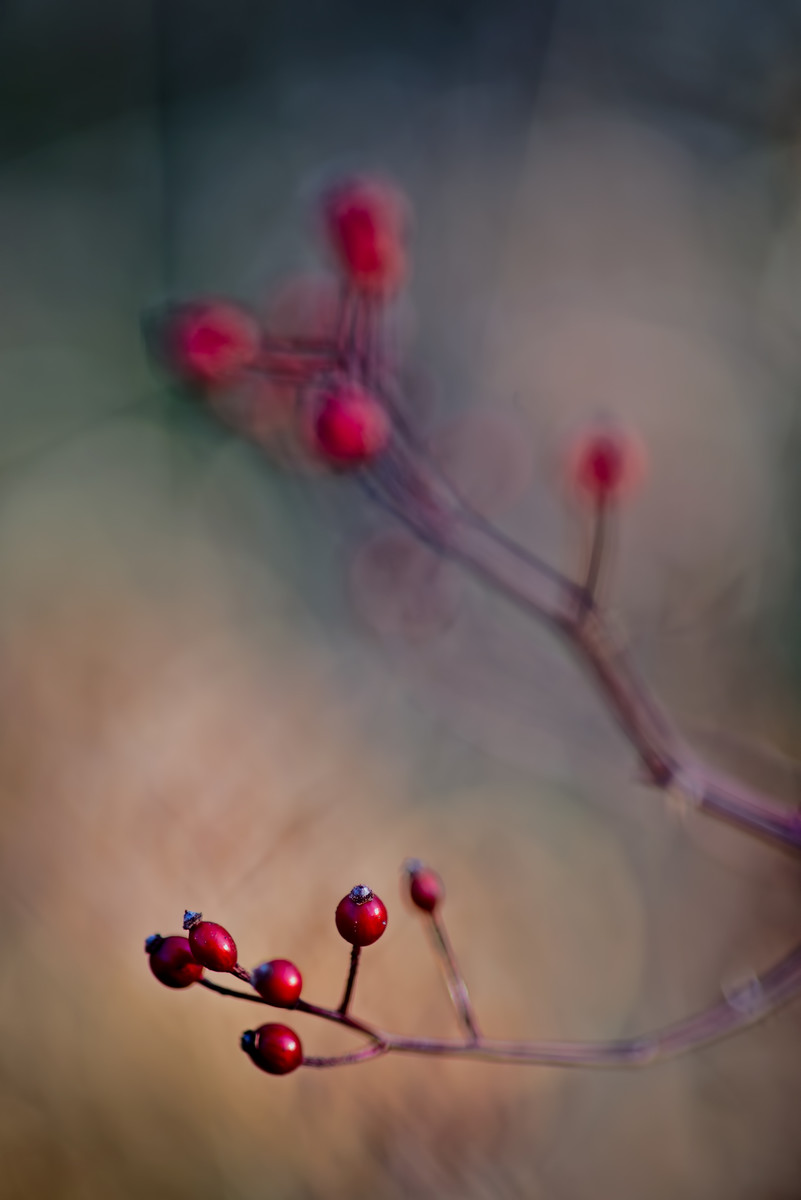 Rose Hips