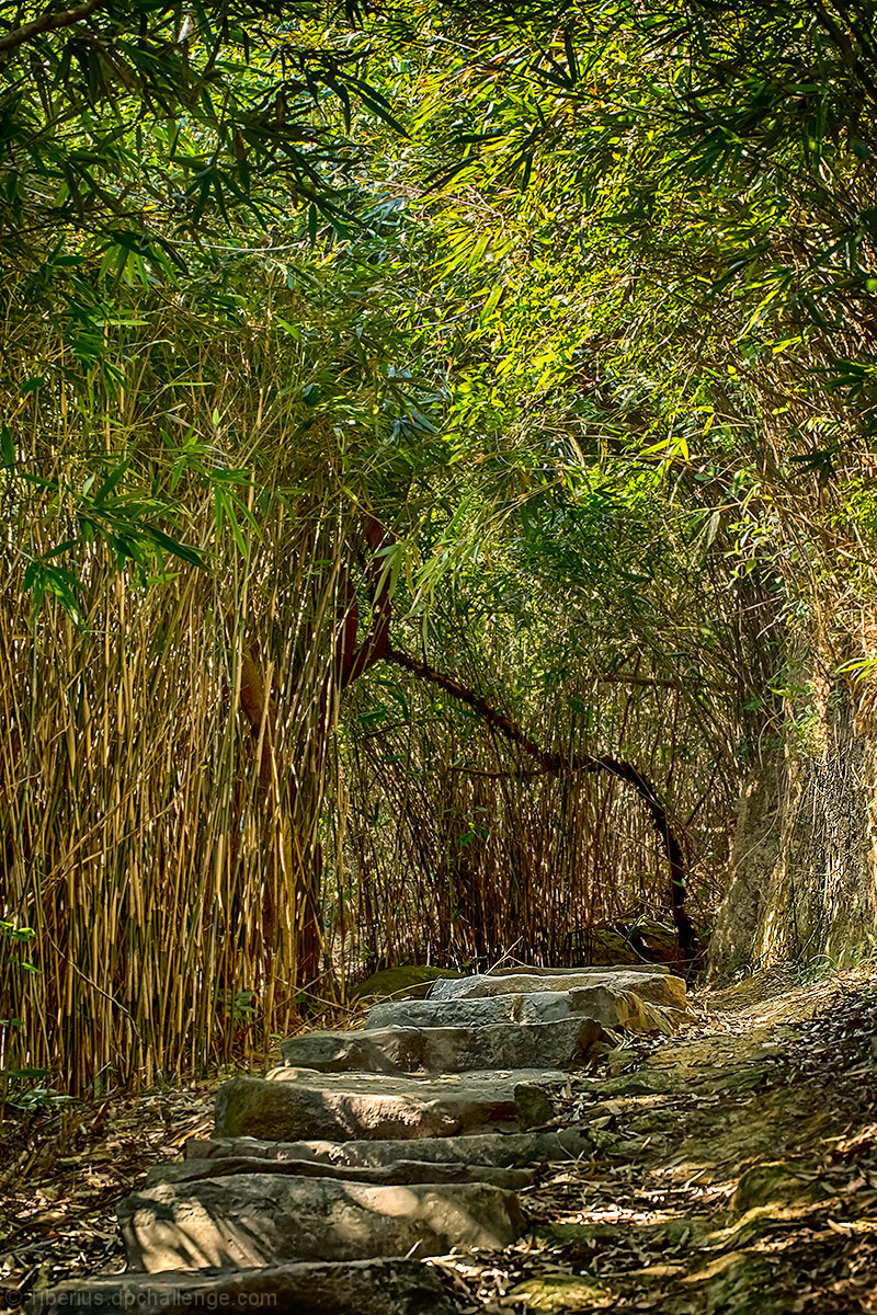 the sunday afternoon enchanted path