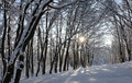winter sun star