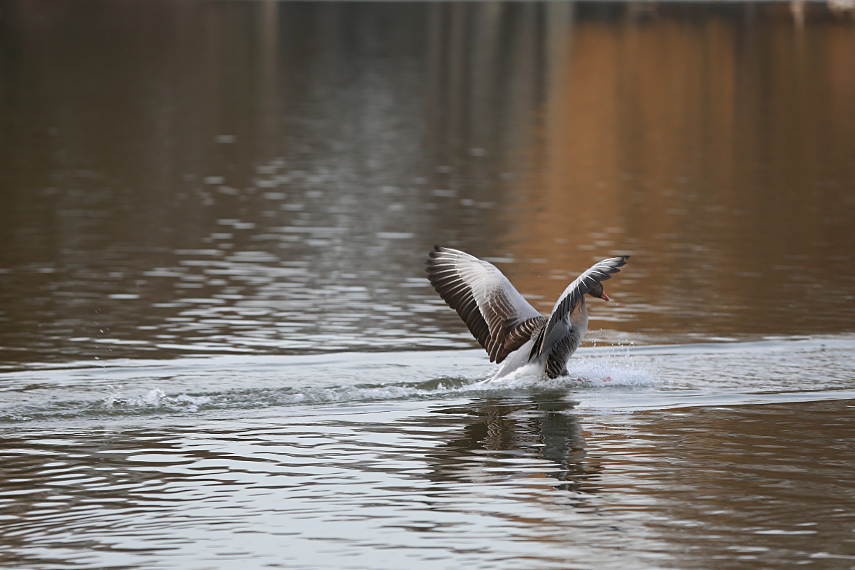 light (v): settle, alight (A bird lit on a lake.)