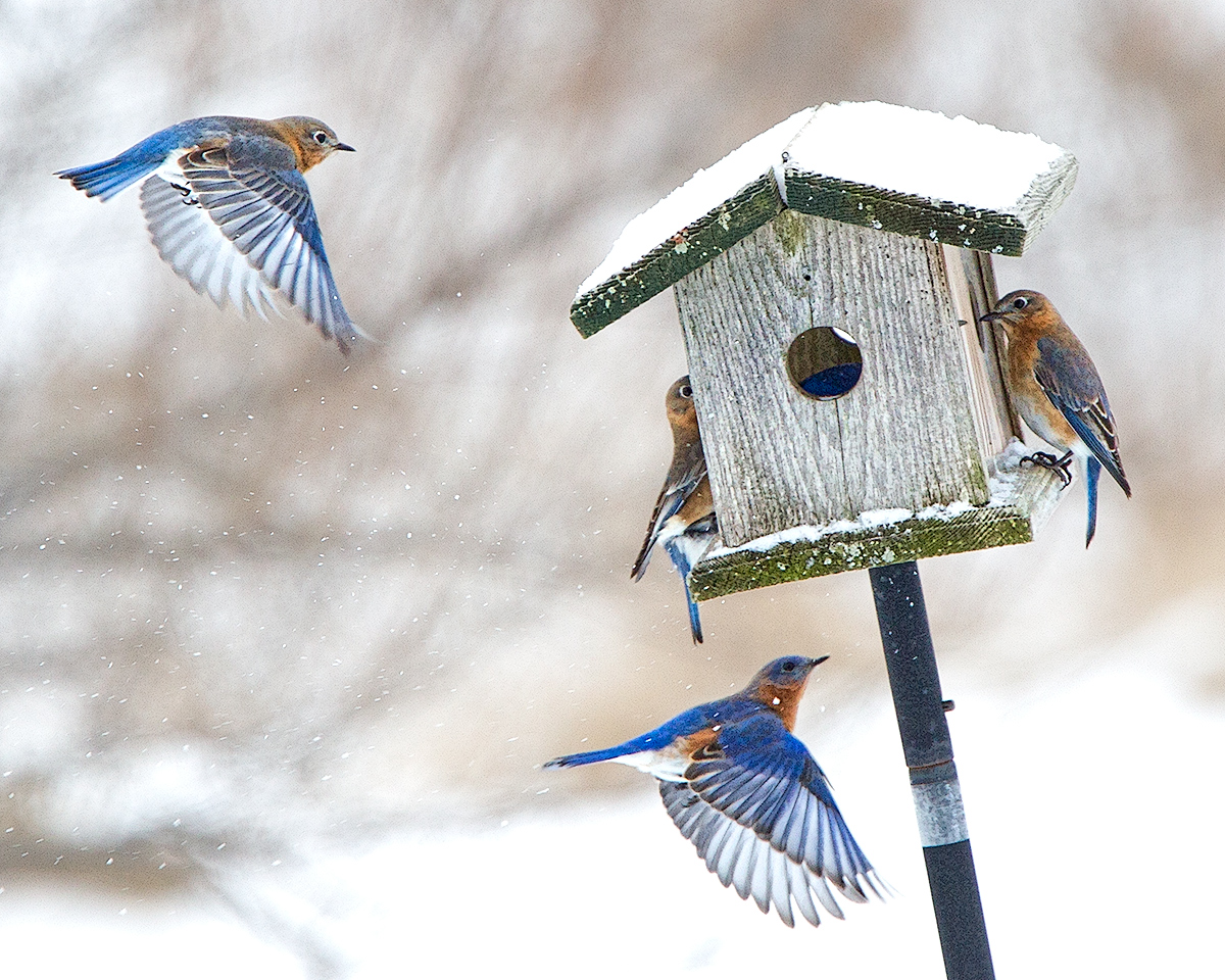 Bluebird Station