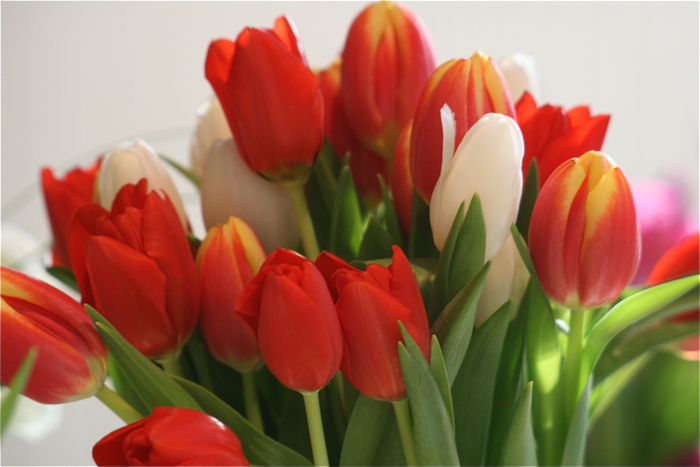 bouquetoftulips