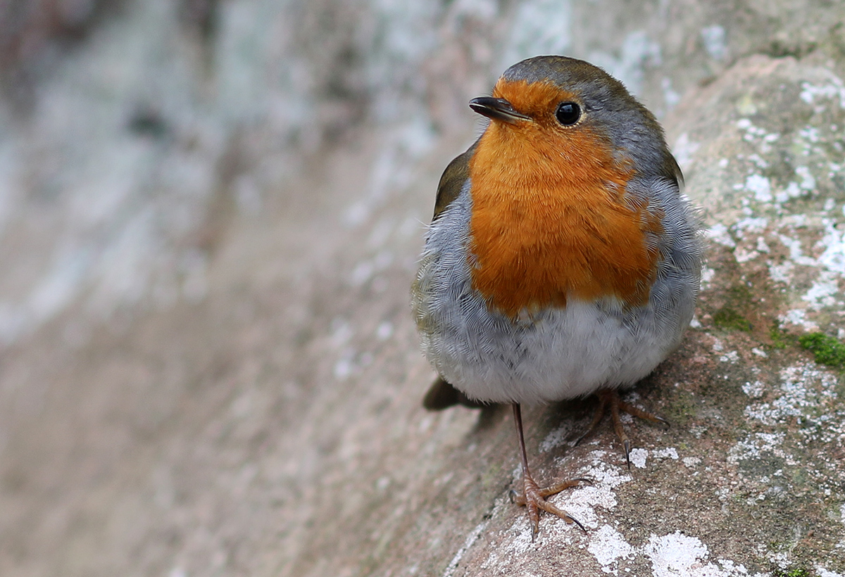 Robin Redbreast