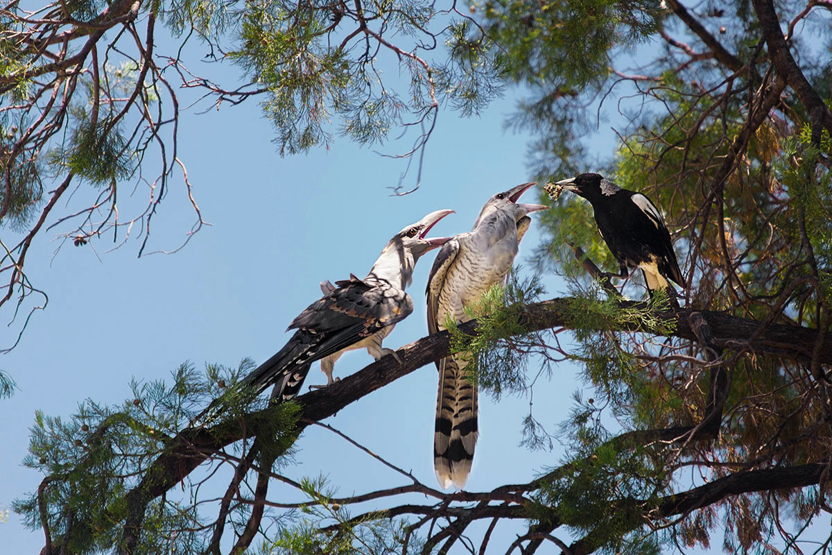 Birds of a different feather, flock together.