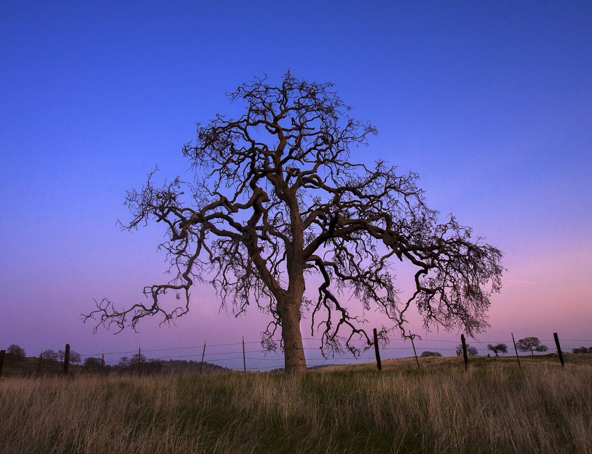 Old Oak