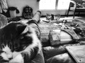 Ignore the mess and hang out with the cats more often.