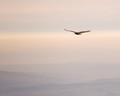 on wings of an eagle