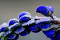 ice